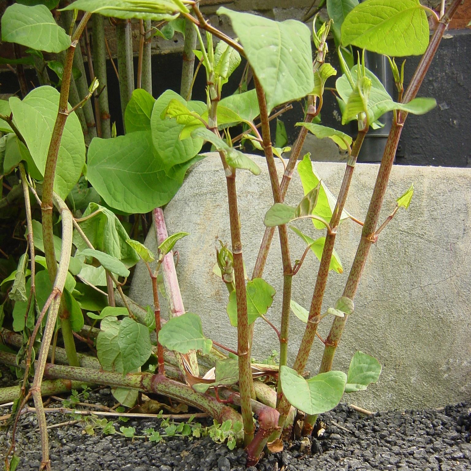 I Think I have japanese knotweed. 