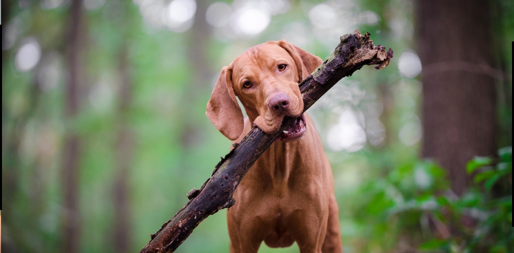 Thinking outside the box- Don’t forget fido and other will requests